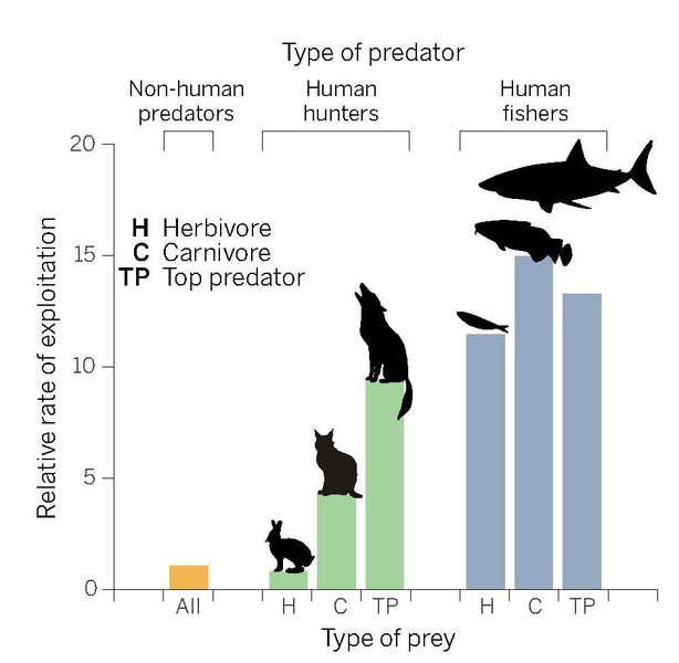 Wildlife under pressure. Darimont et al. show that the rates at which humans exploit land mammals and marine fish vastly exceeds the impacts of other predators (1). Marine fish experience “fishing through marine food webs,” with different trophic groups similarly affected. In contrast, on land top predators are exploited at much higher rates than are herbivores. (Credit: P. Huey/ Science)